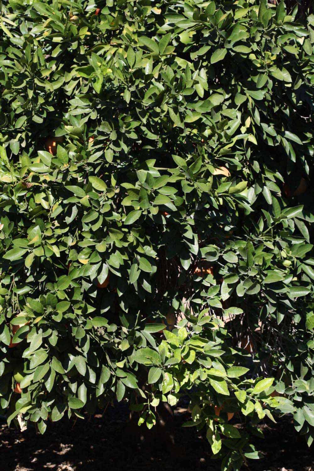            Habit (Riverside, CA)   